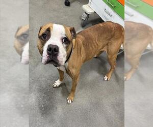 Boxer Dogs for adoption in Forestville, MD, USA