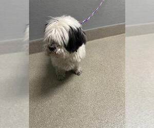 Maltese-Unknown Mix Dogs for adoption in Las Vegas, NV, USA