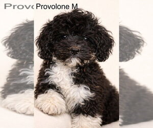 Cock-A-Poo Dogs for adoption in Studio City, CA, USA