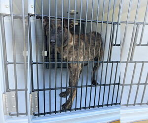 Dutch Shepherd -Unknown Mix Dogs for adoption in Virginia Beach, VA, USA