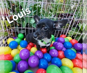 Chihuahua-Unknown Mix Dogs for adoption in Waterloo, IA, USA