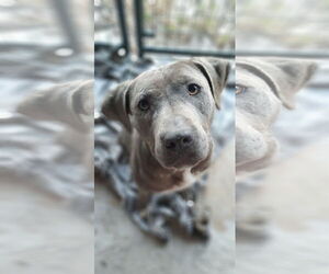 Labrador Retriever-Unknown Mix Dogs for adoption in Gainesville, FL, USA