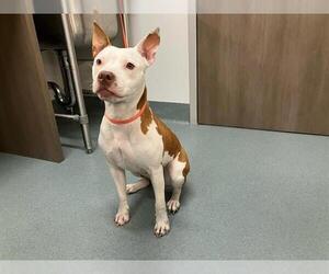 American Pit Bull Terrier Dogs for adoption in Baytown, TX, USA