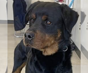 Rottweiler Dogs for adoption in Vail, AZ, USA