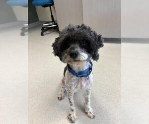 Cockapoo (Miniature) Dogs for adoption in Waterford, VA, USA