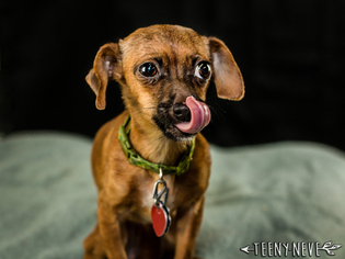 Medium Photo #1 Chiweenie Puppy For Sale in Minneapolis, MN, USA