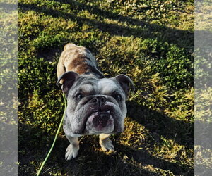 Bulldog Dogs for adoption in Newfield, NJ, USA