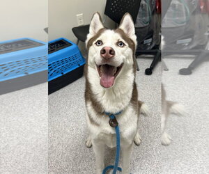 Siberian Husky Dogs for adoption in Lancaster, PA, USA