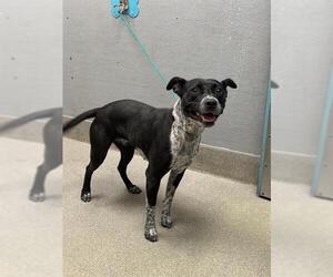 Mutt Dogs for adoption in Las Vegas, NV, USA