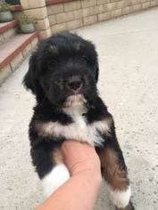 Dachshund-Labrador Retriever Mix Dogs for adoption in See Website, CA, USA