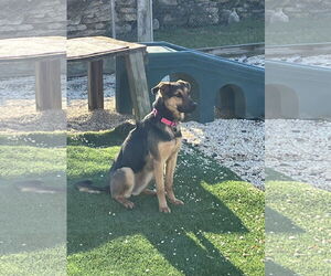 Mutt Dogs for adoption in Spring Lake, NJ, USA