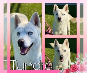 Siberian Husky Dogs for adoption in Pearland, TX, USA