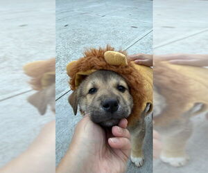 Mutt Dogs for adoption in Plainfield, IL, USA