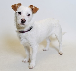 Mutt Dogs for adoption in Truckee, CA, USA