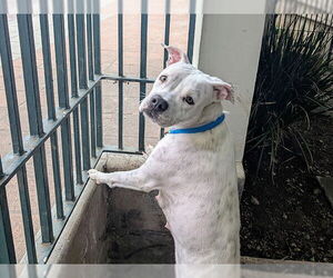 American Pit Bull Terrier-Unknown Mix Dogs for adoption in Pasadena, CA, USA