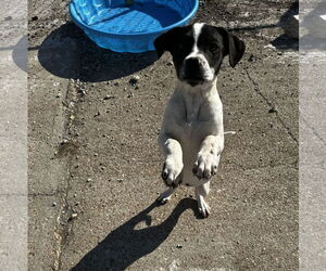 Bullboxer Pit Dogs for adoption in Corning, AR, USA
