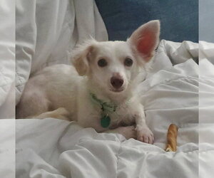 Dachshund-Unknown Mix Dogs for adoption in Andover, MN, USA