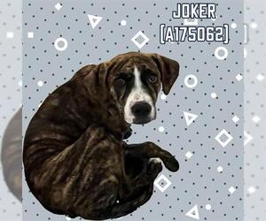 American Pit Bull Terrier-Plott Hound Mix Dogs for adoption in Tulsa, OK, USA