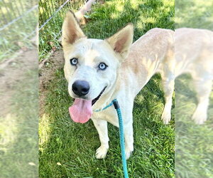 Siberian Husky-Unknown Mix Dogs for adoption in Sacramento, CA, USA