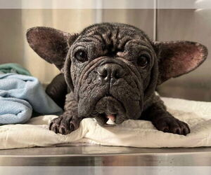 French Bulldog Dogs for adoption in New York, NY, USA