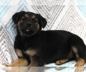 Mutt Dogs for adoption in Thief River Falls, MN, USA