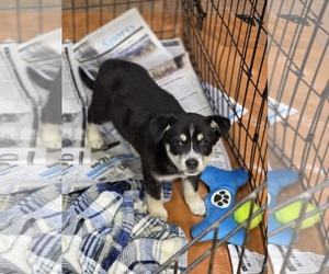 Golden Retriever-Huskies Mix Dogs for adoption in SHERBURNE, NY, USA