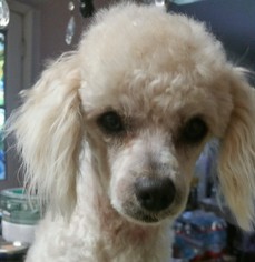 Poodle (Toy) Dogs for adoption in REDDING, CA, USA