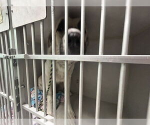Anatolian Shepherd-Great Pyrenees Mix Dogs for adoption in Ocala, FL, USA
