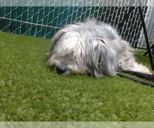 Mutt Dogs for adoption in Downey, CA, USA