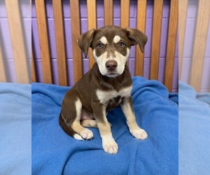 Siberian Husky-Unknown Mix Dogs for adoption in Genesee, WI, USA