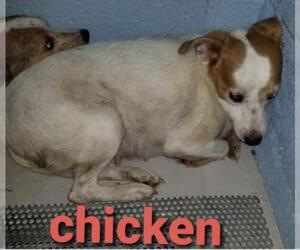 Jack Russell Terrier-Unknown Mix Dogs for adoption in Columbia, TN, USA