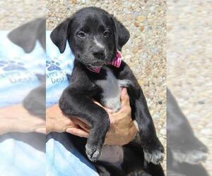Labrador Retriever Dogs for adoption in Arlington, TX, USA