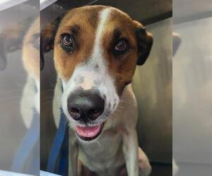 Mutt Dogs for adoption in San Antonio, TX, USA