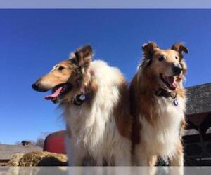 Collie Dogs for adoption in Salt Lake City, UT, USA