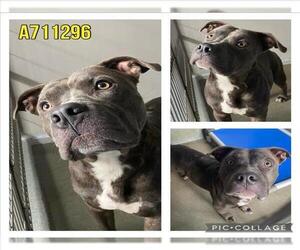 American Staffordshire Terrier-Unknown Mix Dogs for adoption in San Antonio, TX, USA