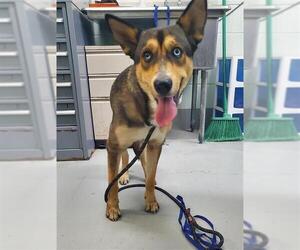 German Shepherd Dog-Unknown Mix Dogs for adoption in Corpus Christi, TX, USA