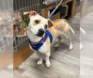 Chihuahua-Unknown Mix Dogs for adoption in Stanhope, NJ, USA