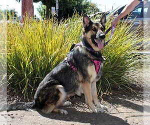 German Shepherd Dog Dogs for adoption in Yuba City, CA, USA