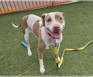 American Pit Bull Terrier-Unknown Mix Dogs for adoption in Las Vegas, NV, USA