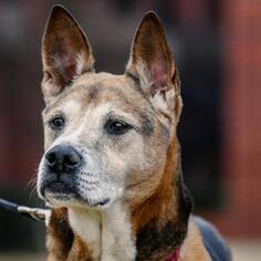 Akita Dogs for adoption in Dallas, TX, USA