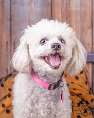 Poodle (Miniature) Dogs for adoption in Colorado Springs, CO, USA