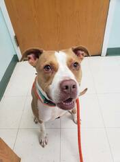 American Pit Bull Terrier-Unknown Mix Dogs for adoption in columbus, OH, USA