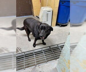 Shepradors Dogs for adoption in Stockton, CA, USA