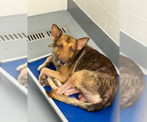 German Shepherd Dog Dogs for adoption in Ocala, FL, USA