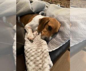 Beagle Dogs for adoption in Sioux Falls, SD, USA
