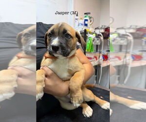 American Pit Bull Terrier Dogs for adoption in Studio City, CA, USA