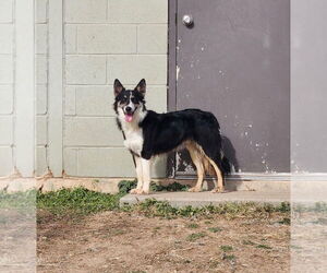 Border Collie-Unknown Mix Dogs for adoption in Amarillo, TX, USA