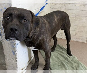 Mutt Dogs for adoption in San Bernardino, CA, USA