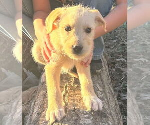 Labrador Retriever-Unknown Mix Dogs for adoption in Foristell, MO, USA