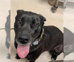 Medium Photo #2 Great Dane-Unknown Mix Puppy For Sale in Bakersfield, CA, USA